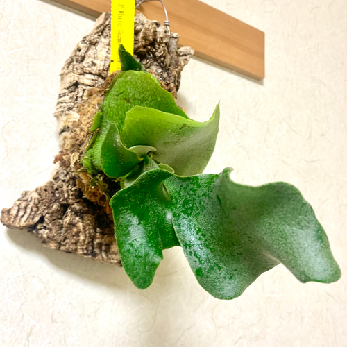 ビカクシダ ホワイト ギズモ コルク付け 多肉植物 キコリ 通販
