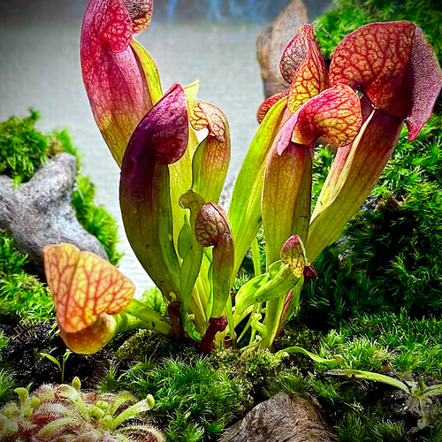 新作】食虫植物がたくさん入ったテラリウム赤サラセニア