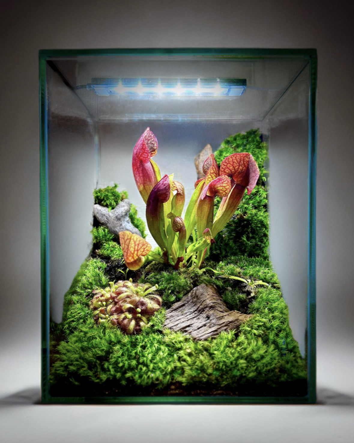 ［ユニークな魅力］食虫植物がたくさん入ったテラリウム赤サラセニアハエトリソウモウセンゴケ華やかエキゾチック防虫ユニーク 19,240円