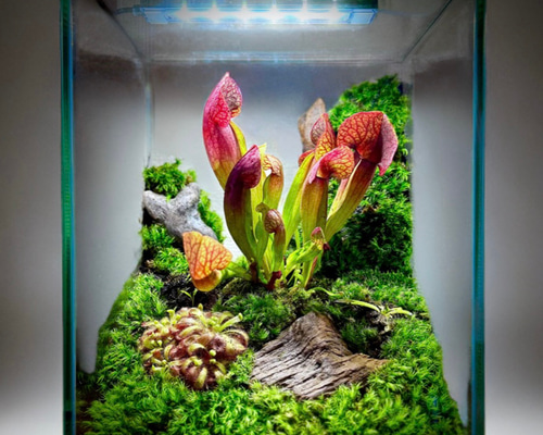新作】食虫植物がたくさん入ったテラリウム赤サラセニア