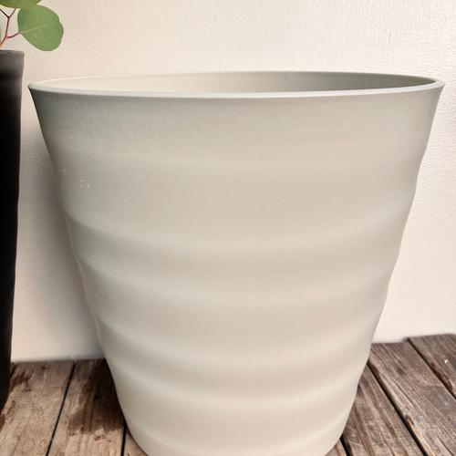 ポポラス＊ユーカリ＊大株＊綺麗な樹形＊常緑樹＊シンボルツリー