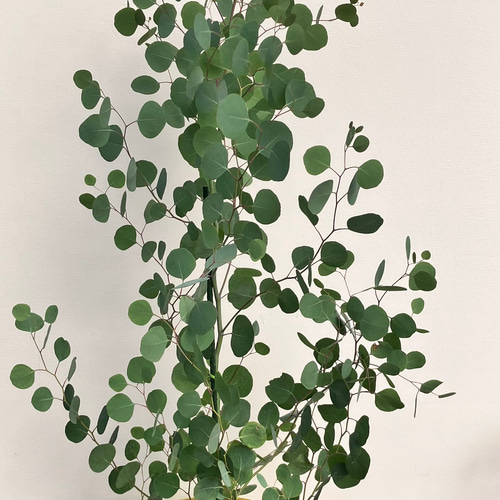 ポポラス＊ユーカリ＊大株＊綺麗な樹形＊常緑樹＊シンボルツリー