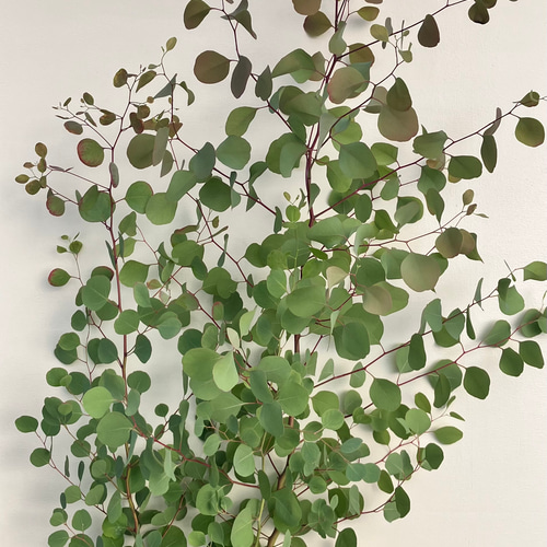 ポポラス＊ユーカリ＊大株＊綺麗な樹形＊常緑樹＊シンボルツリー