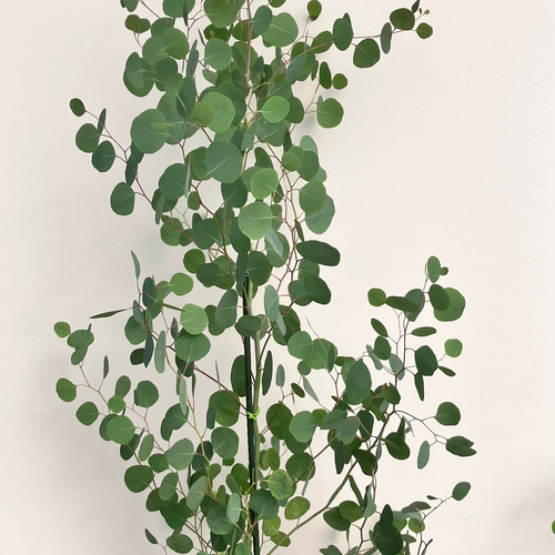 ポポラス＊ユーカリ＊大株＊綺麗な樹形＊常緑樹＊シンボルツリー