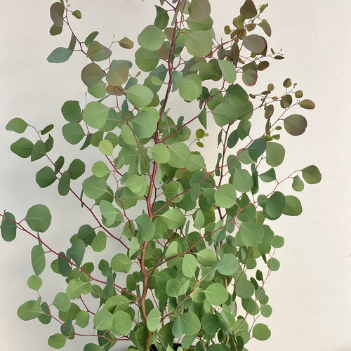 ユーカリ 中型 常緑樹 常緑シンボルツリー、人気のユーカリ3種類