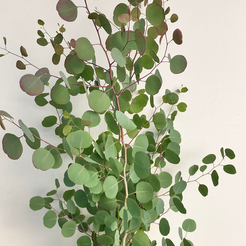 ポポラス＊ユーカリ＊大株＊綺麗な樹形＊常緑樹＊シンボルツリー