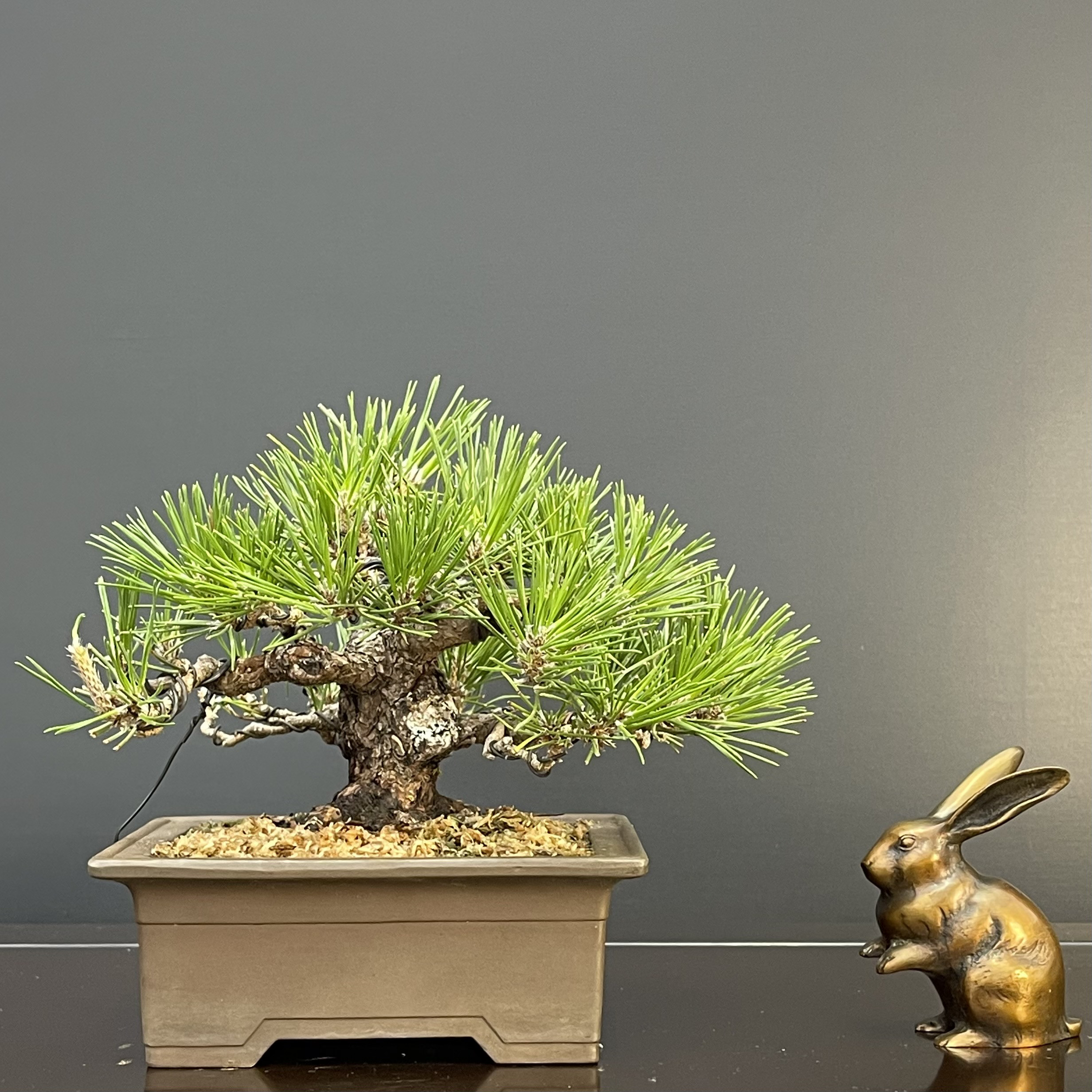 黒松（くろまつ）｜】小品盆栽模様木 樹高約15cm 力強い幹肌と