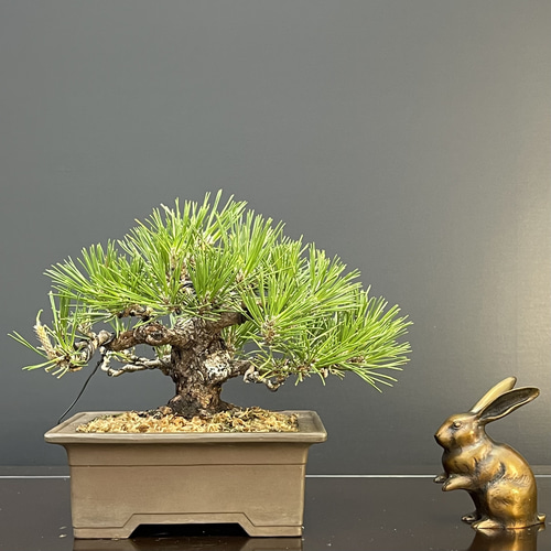 黒松（くろまつ）｜】小品盆栽模様木 樹高約15cm 力強い幹肌と