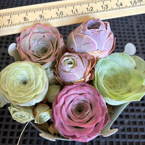 お買い得❣️多肉植物 グリーノビア 6点セット 名前付き 多肉植物 愛