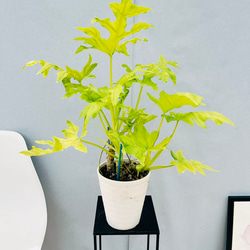 ［現品］☆初出品☆ 1番　キンコウボク　6号　観葉植物　屋外　珍しい　金厚朴 現品］☆初出品☆ 1番 キンコウボク 6号 観葉植物 屋外 珍しい
