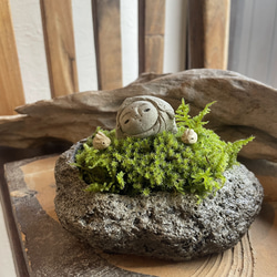 大きな滝のアクアテラリウム テラリウム frogAndPaludarium 通販