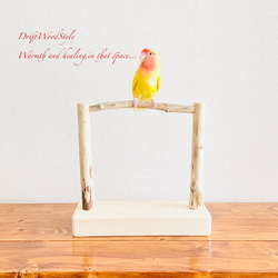 流木インテリア  小～大型インコが止まれる天然流木の小鳥の止まり木 スタンドタイプ インコ オウム 鳥 自然木 N14 1枚目の画像