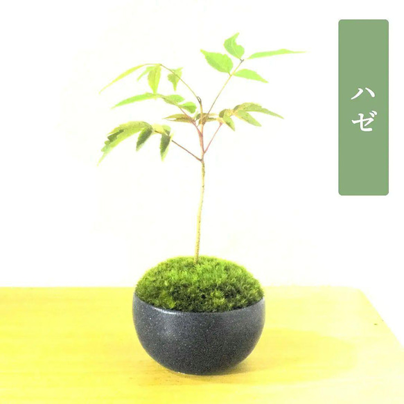 盆栽 『ハゼ』 紅葉 紅葉の森 豪華絢爛を販売｜盆栽妙 – 盆栽妙 本店