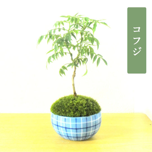 POTOCO コフジ 藤 陶器鉢 盆栽 観葉植物 かわいい 青 チェック 苔 盆栽