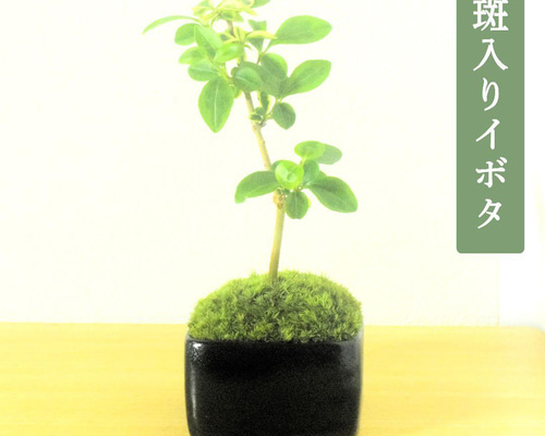 POTOCO 斑入り イボタ 陶器鉢 盆栽 観葉植物 小品盆栽 豆鉢 ミニ盆栽