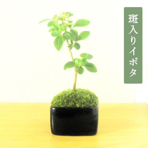 POTOCO 斑入り イボタ 陶器鉢 盆栽 観葉植物 小品盆栽 豆鉢 ミニ盆栽