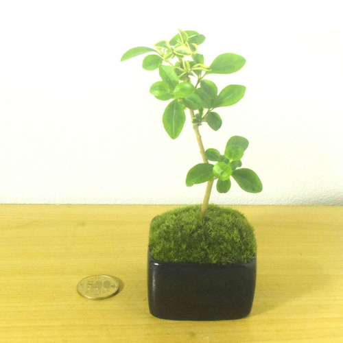 イボタ　ミニ盆栽(^^) 盆栽 水蝋樹 ミニ盆栽 樹高 約13cm いぼたのき イボタノキ モクセイ科
