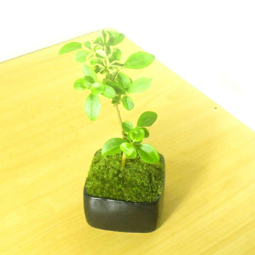 POTOCO 斑入り イボタ 陶器鉢 盆栽 観葉植物 小品盆栽 豆鉢 ミニ盆栽