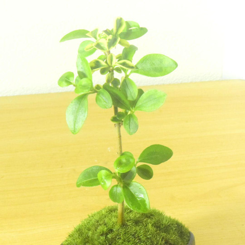 POTOCO 斑入り イボタ 陶器鉢 盆栽 観葉植物 小品盆栽 豆鉢 ミニ盆栽