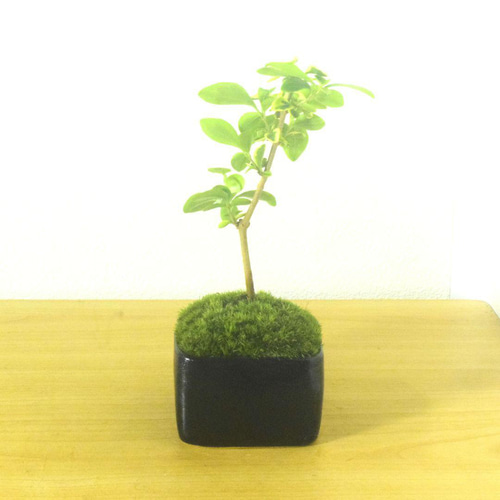 POTOCO 斑入り イボタ 陶器鉢 盆栽 観葉植物 小品盆栽 豆鉢 ミニ盆栽