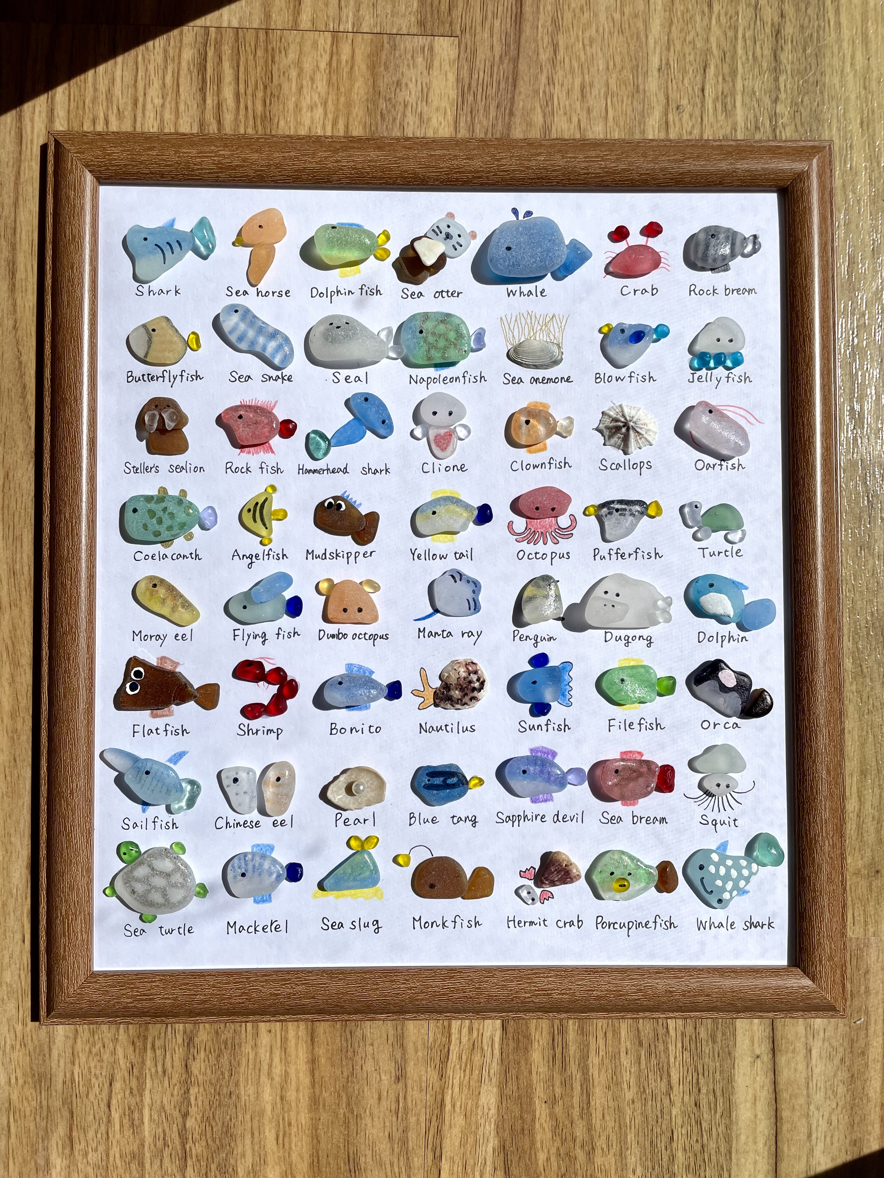 グラキリス　中　現地球　サンデルシー種子10粒プレゼント