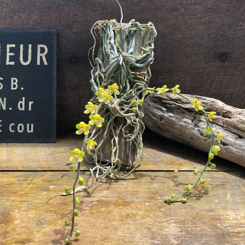 キロスキスタ ビリディフラバ ♡ 着生植物 珍しい 着生蘭 着生ラン