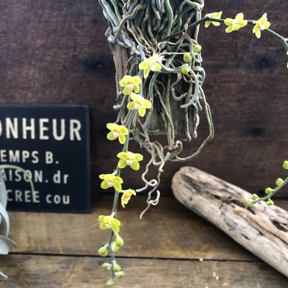 キロスキスタ　ビリディフラバ　着生蘭 キロスキスタ ビリディフラバ Chiloschista viridiflava 着生