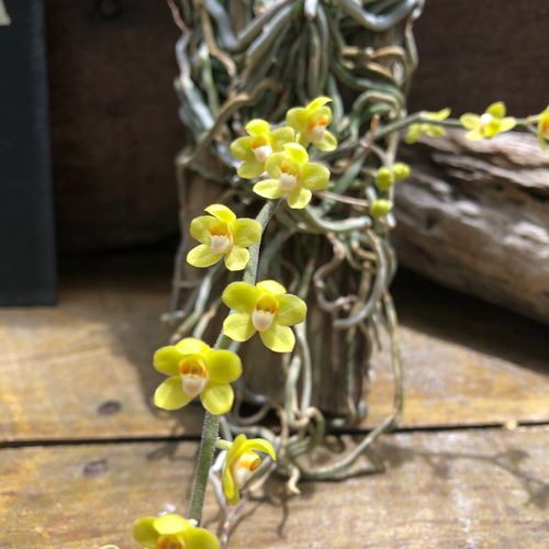 キロスキスタ ビリディフラバ ♡ 着生植物 珍しい 着生蘭 着生ラン