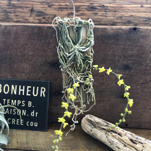 キロスキスタ ビリディフラバ ♡ 着生植物 珍しい 着生蘭 着生ラン