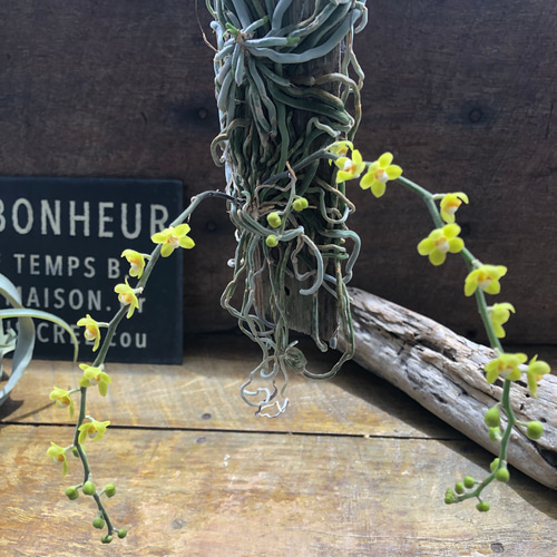 キロスキスタ ビリディフラバ ♡ 着生植物 珍しい 着生蘭 着生ラン