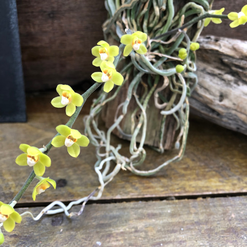 キロスキスタ ビリディフラバ ♡ 着生植物 珍しい 着生蘭 着生ラン