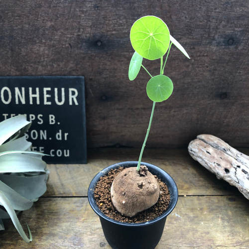 超希少♡ステファニア♡エレクタ♡塊根植物♡ アートフラワー パリ