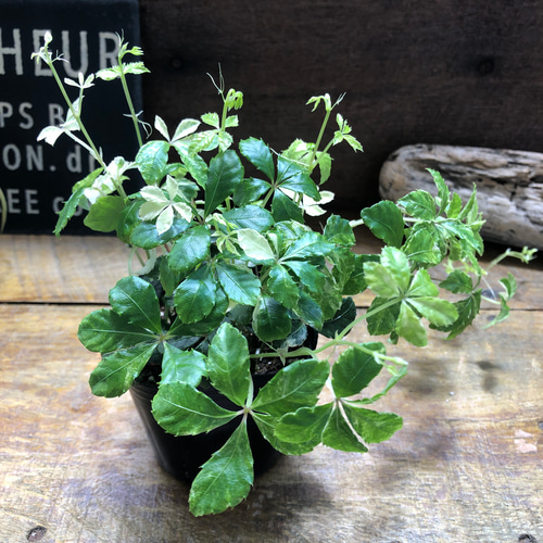 斑入りシュガーバイン♡希少♡観葉植物♡垂れ下がり アートフラワー