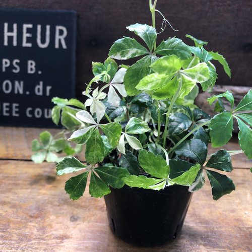 斑入りシュガーバイン♡希少♡観葉植物♡垂れ下がり アートフラワー