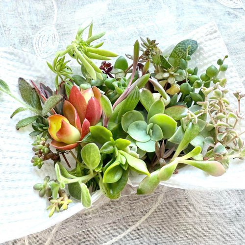 多肉植物 エケベリアセット カット苗 寄せ植えセット 多肉弁当】カット