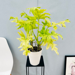 現品］1番 エスキナンサス ラディカンス 斑入り 5号 観葉植物