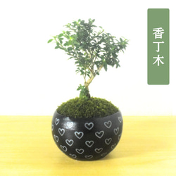 盆栽鉢 ミニ盆栽 鉢 豆盆栽 骨董品 陶芸品 楽天市場】盆栽鉢 ミニ鉢 豆鉢 長辺 1.5～2.1cm ミニ盆栽鉢 豆盆栽鉢