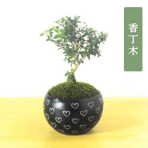 パステル錦鶏牡丹花鳥紋鉢 花鉢盆栽 小品盆栽鉢 大品盆栽鉢 紫砂鉢 花窓雲脚四方盆 盆栽鉢 植木鉢 小品盆栽鉢 大品