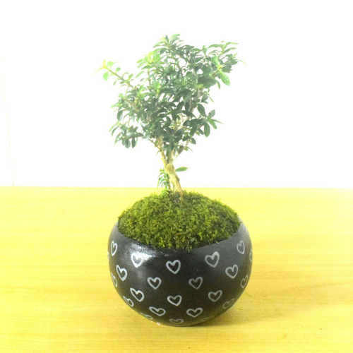 盆栽鉢 ミニ盆栽 鉢 豆盆栽 骨董品 陶芸品 円形 ミニ盆栽鉢 / 瀬戸焼