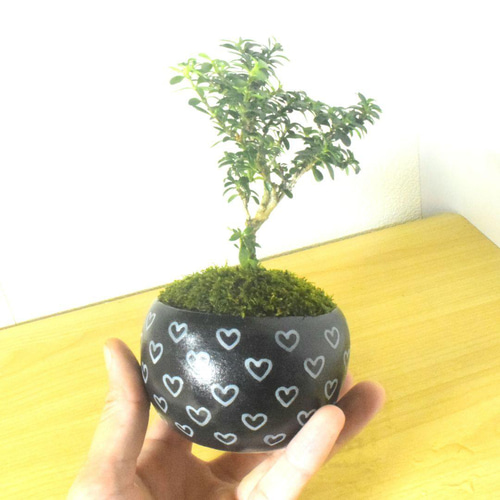 紅花海棠形陶器鉢 盆栽鉢 山野草鉢 多肉植物 植木鉢 小品大品