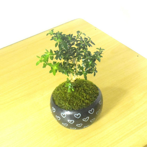 POTOCO 香丁木 紅鳥花 陶器鉢 植物 観葉植物 盆栽 豆盆栽 小品