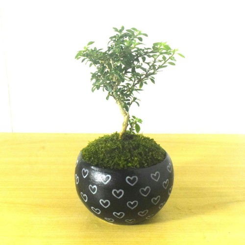 POTOCO 香丁木 紅鳥花 陶器鉢 植物 観葉植物 盆栽 豆盆栽 小品盆栽