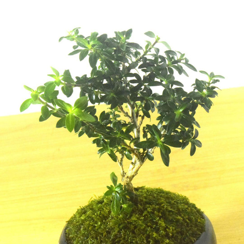 POTOCO 香丁木 紅鳥花 陶器鉢 植物 観葉植物 盆栽 豆盆栽 小品