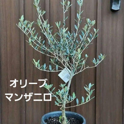 オリーブの木 ネバディロブランコ テラコッタ鉢植え 苗 シンボル