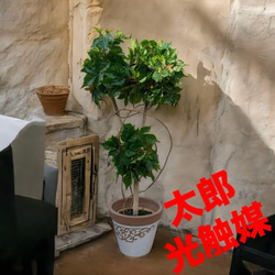 光触媒　人工観葉植物　ウォールグリーン　フェイクグリーン　アイビーポトス105U 光触媒 人工観葉植物 ウォールグリーン フェイクグリーン アイビー