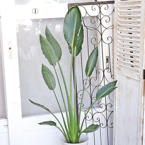 現品販売 観葉植物 ストレリチア レギネ 7号 H100～110cm 育てやすい