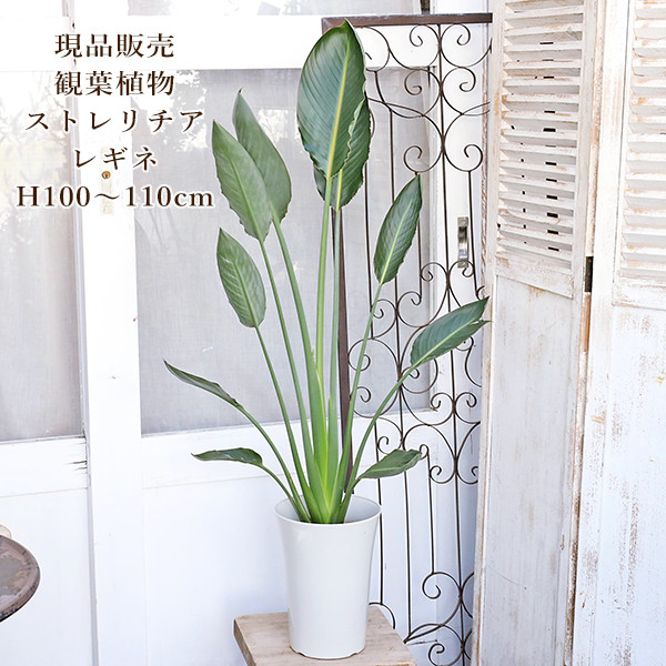 現品販売 観葉植物 ストレリチア レギネ 7号 H100～110cm 育て