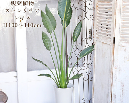 現品販売 観葉植物 ストレリチア レギネ 7号 H100～110cm 育てやすい