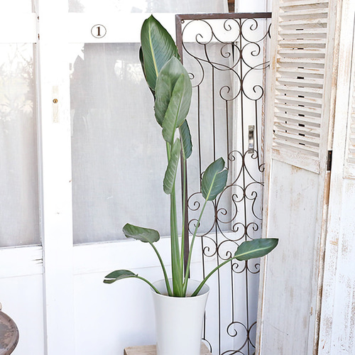 現品販売 観葉植物 ストレリチア レギネ 7号 H100～110cm 育てやすい