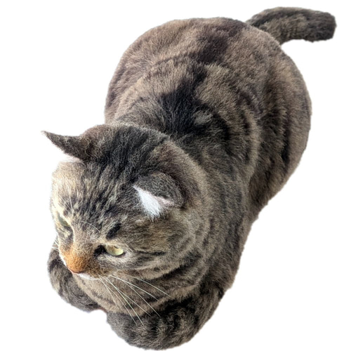 羊毛フェルト◇うちの子◇猫 オーダー リアル ネコ 全身タイプ ペット